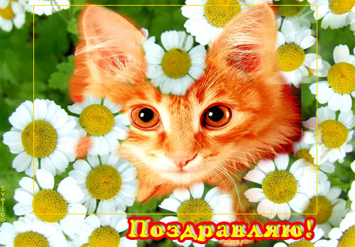 0_1fd96_b92668e2_XL Поздравляю киска.jpg