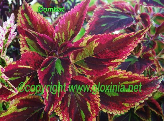 5 Combat IMGP9233 для гр.jpg