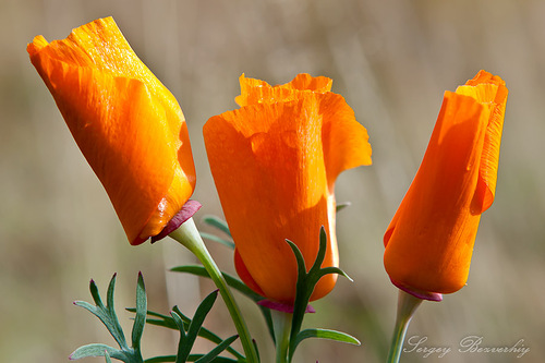 0_952c8_a6d45288_L.jpg