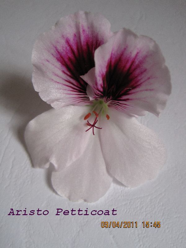 Aristo Petticoat.jpg