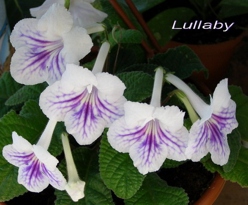 Lullaby_1.jpg
