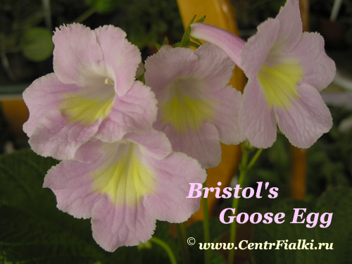 Bristol's-Goose-Egg2.jpg