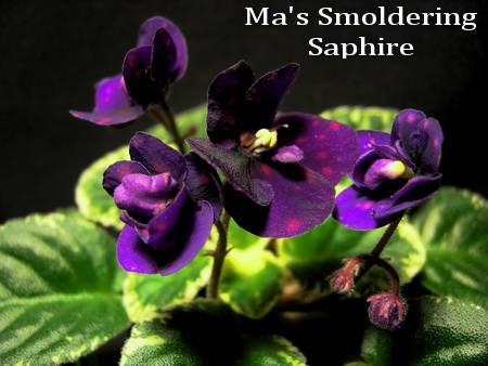 Ma's Smoldering Saphire 1.jpg