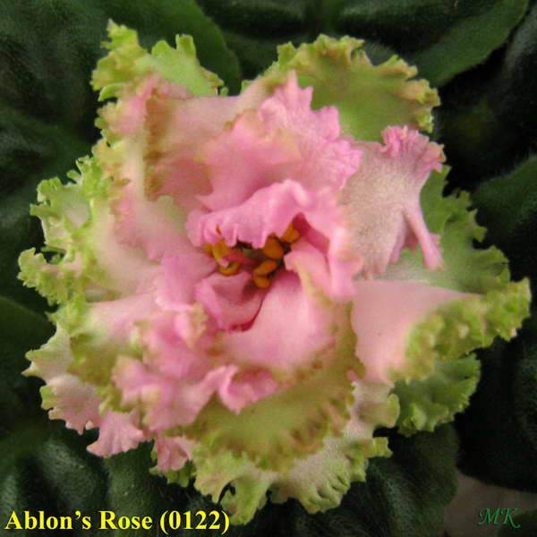Ablon’s Rose (0122).jpg