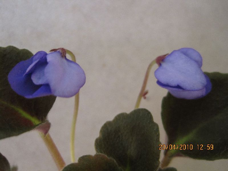 senk`s blue cascade  flowers.jpg