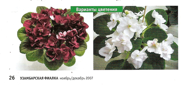 Варианты-цветения-MSS.gif