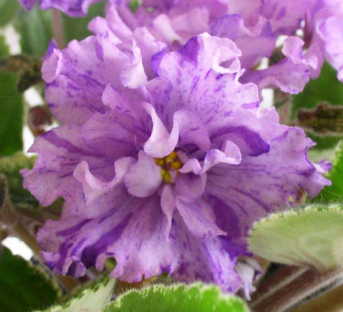 Buckeye-Bellerina-цветок.jpg