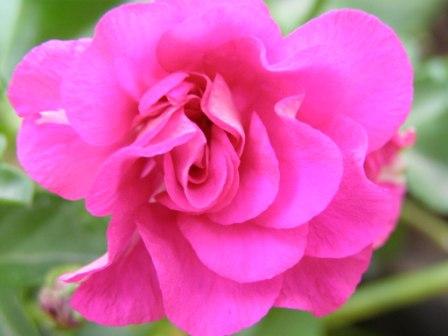 плющелист лилов-роз.JPG