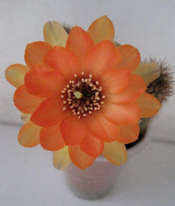 cactus цветок.jpg