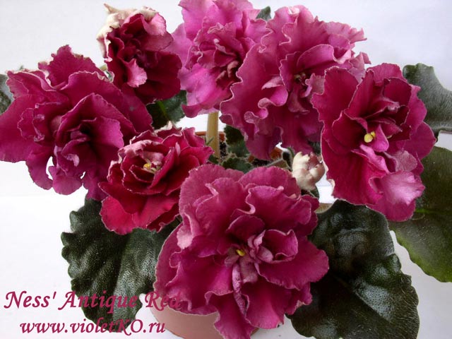 Фото ness antique red фото