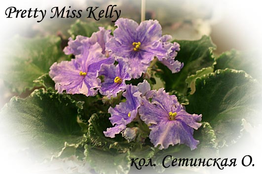 11_Pretty Miss Kelly_Сетинская О..jpg