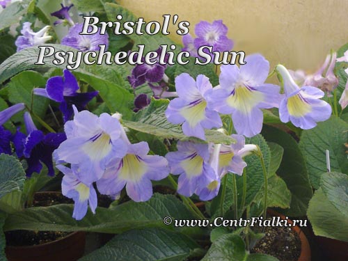 Bristol's-Psychedelic-Sun.jpg