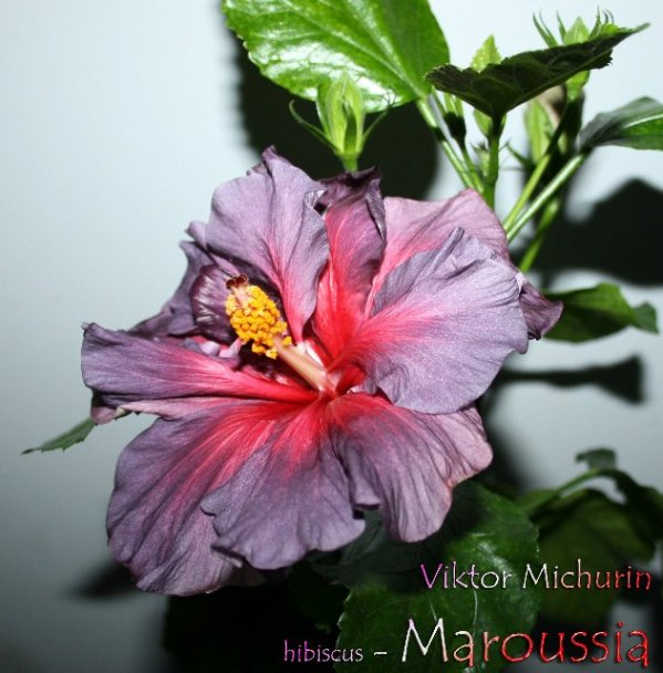 maroussia-1c.jpg