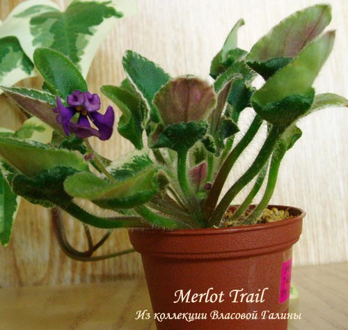 Merlot-Trail-b.jpg