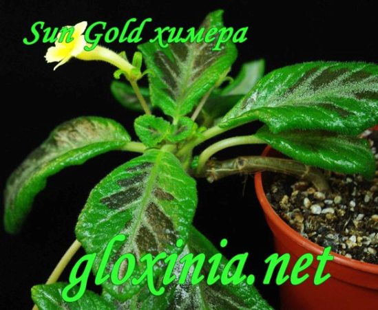 73 Sun Gold химера 70df  IMGP2563.jpg