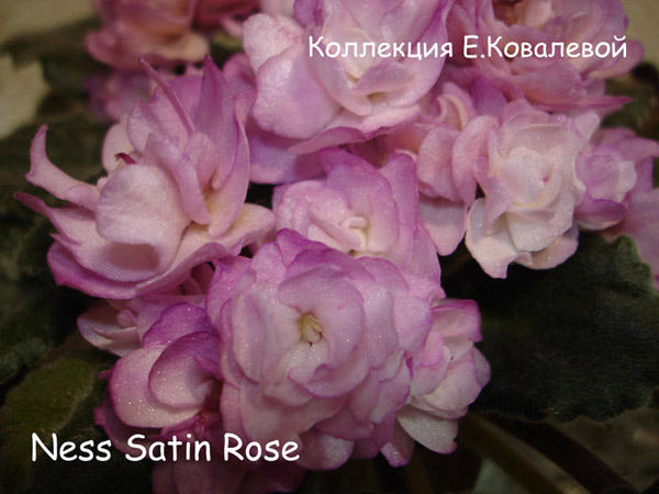 Ness-Satin-Rose11.jpg