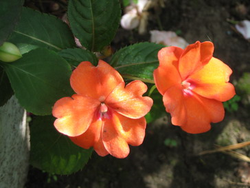 New Guinea Tango Orange   .jpg