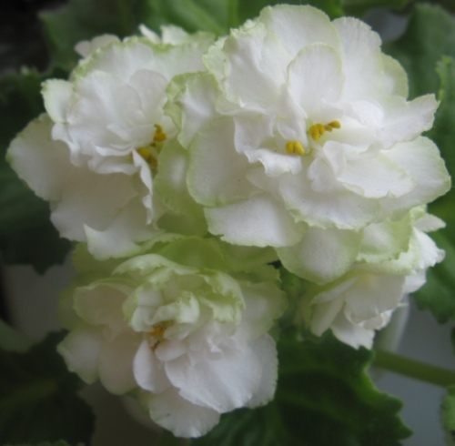 S.Rose500.jpg