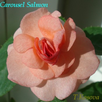 Carousel_Salmon_tk.jpg