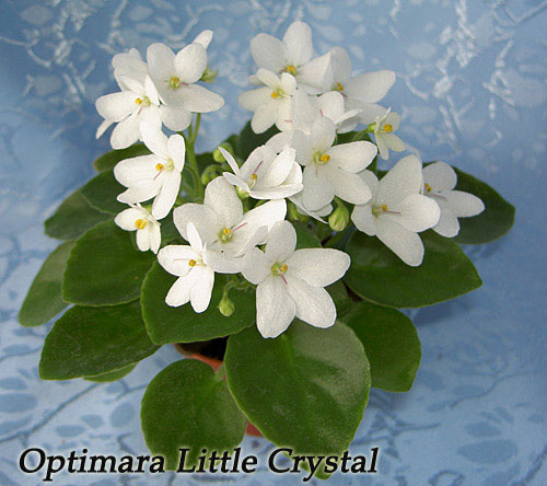 Фиалка optimara little crystal фото и описание