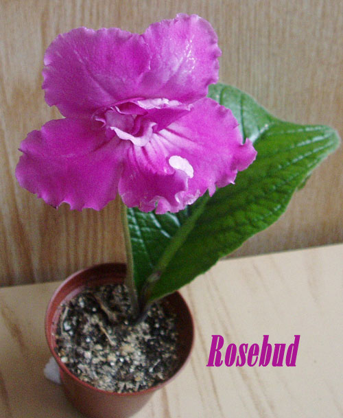 Rosebud.jpg