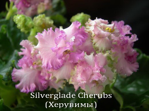 Silverglade Cherubs (Херувимы).jpg