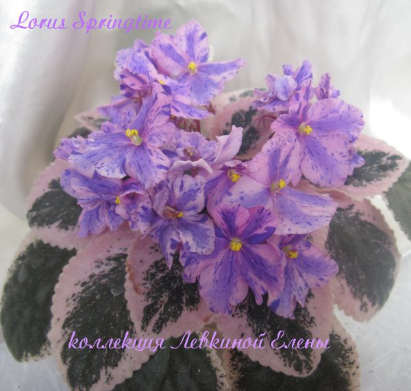 Lorus Springtime2.jpg