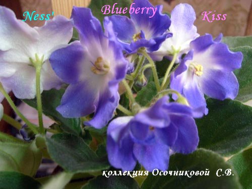 Ness'Blueberry Kiss1-1.jpg