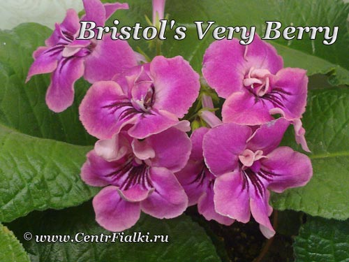 Bristol's-Very-Berry.jpg