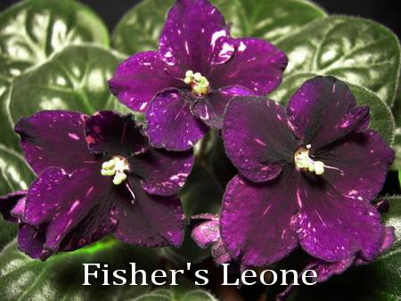Fisher's Leone2.jpg