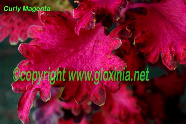 25 Curly Magenta 70dfn IMGP9306.jpg