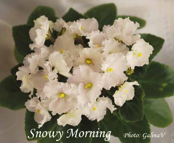 Snowy-Morning_df.jpg