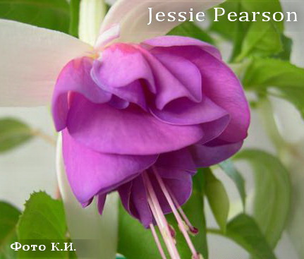 Jessie Pearson2.jpg
