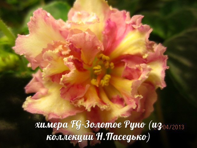 FG-Золотое Руно.jpg