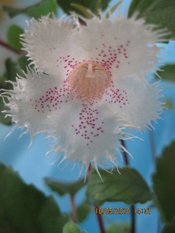 alsobia punctata flower .jpg