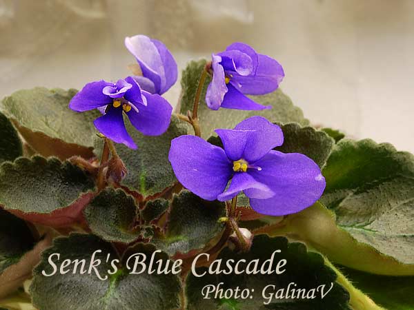 Senk's-Blue-Cascade_df.jpg