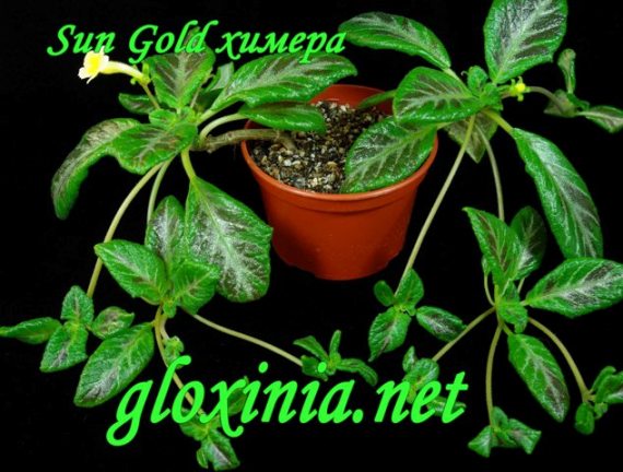 73 Sun Gold химера 70df IMGP2562.jpg