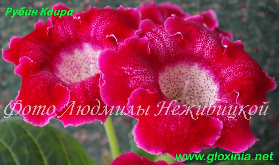 31 Рубин Каира IMGP2395 до 90.jpg