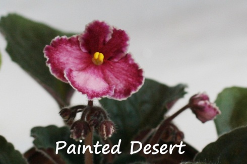 Painted Desert.jpg