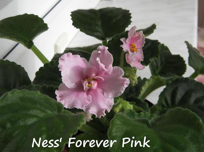 Ness' Forever Pink_01b.jpg