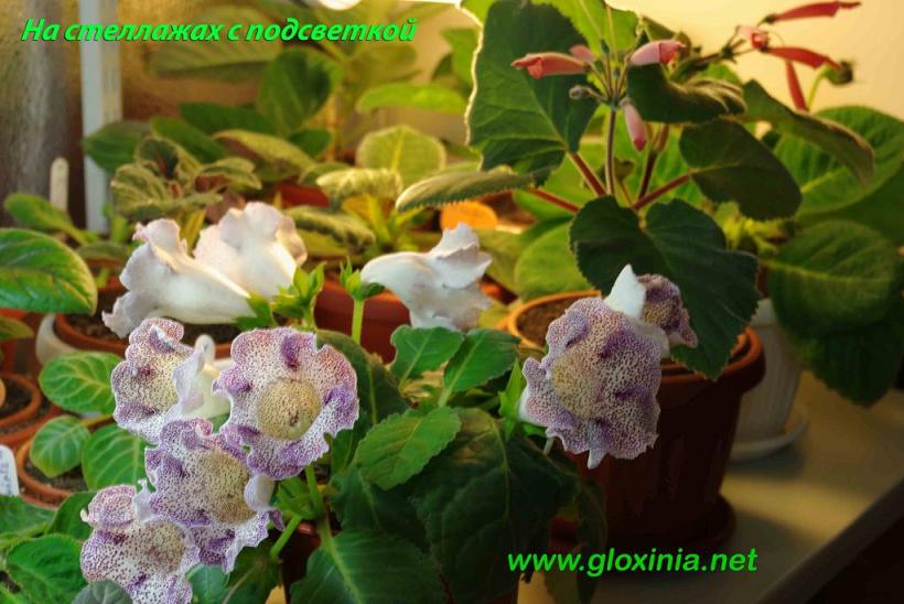 IMGP1466 копия 90.jpg