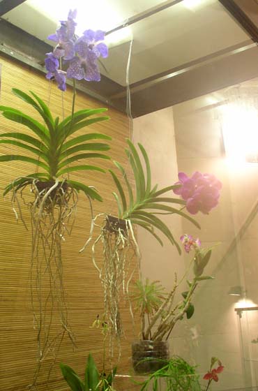 Орхидеи Ванды.jpg