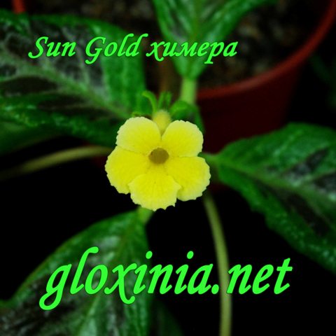 73 Sun Gold химера IMGP2571 гр.jpg