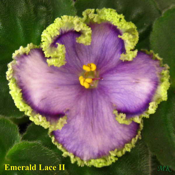 Emerald Lace II (0003).jpg