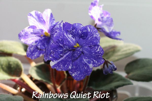 Rainbows Quiet Riot_07d.jpg