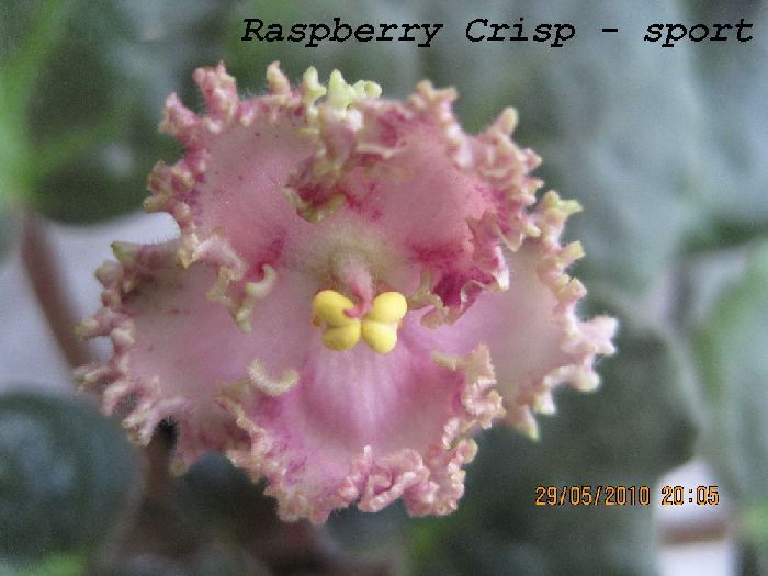 raspberry crisp-.jpg