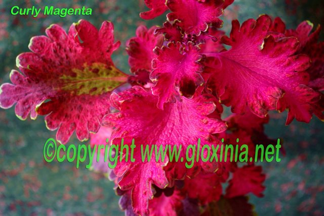 25 Curly Magenta 70dfn IMGP9282.jpg
