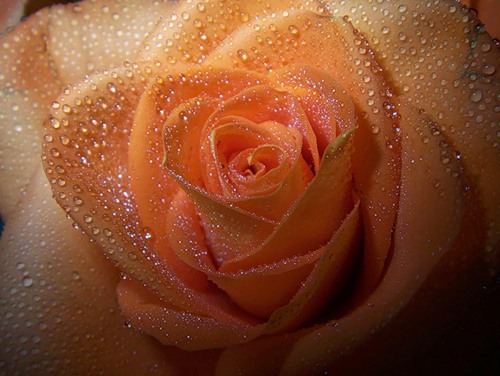 rose2.jpg