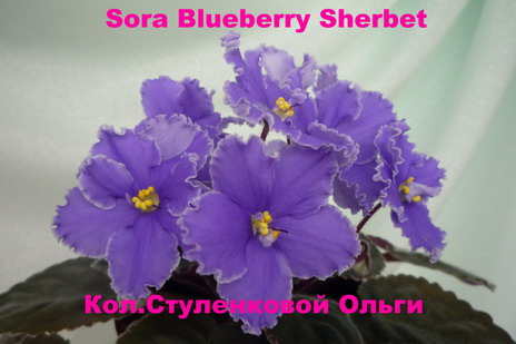Sora Blueberry Sherbet.JPG