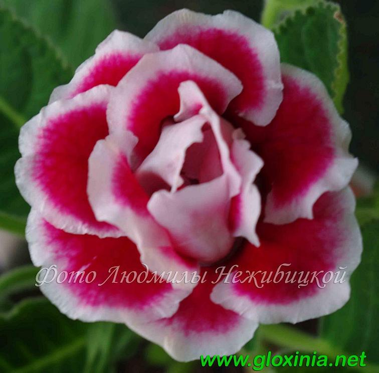 5 IMGP1812 DF 93 Без названия.jpg